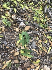 Passiflora tenuiloba