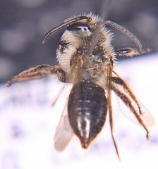 Andrena vicina