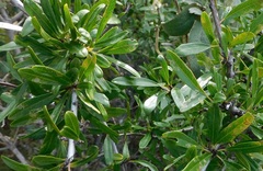 Rhamnus oleoides