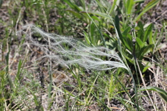 Stipa
