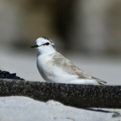 Charadrius marginatus marginatus