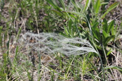 Stipa
