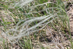 Stipa