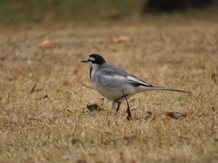 Motacilla alba lugens