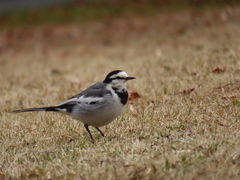 Motacilla alba lugens