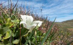 Calystegia subacaulis