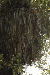 Fascicularia bicolor
