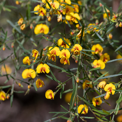 Bossiaea linophylla