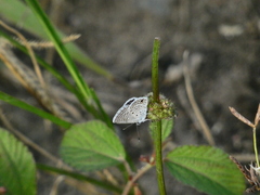 Hemiargus