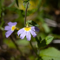 Scaevola microphylla