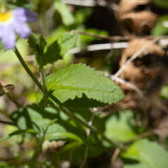 Scaevola microphylla