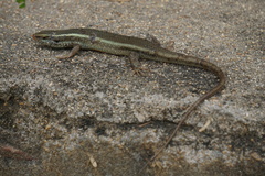 Eutropis carinata