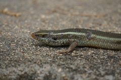 Eutropis carinata