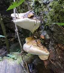 Fomitopsis