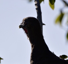 Ortalis squamata