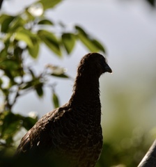 Ortalis squamata