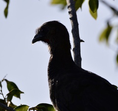 Ortalis squamata