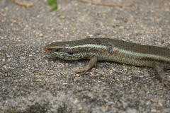 Eutropis carinata