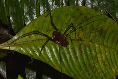 Cranaidae