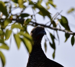 Ortalis squamata