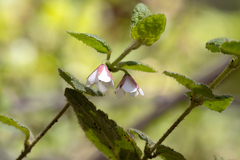 Tremandra diffusa
