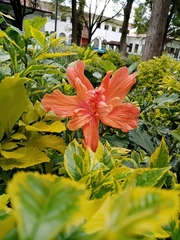 Hibiscus