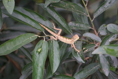 Calotes versicolor