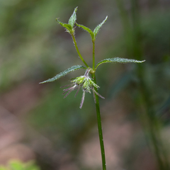 Opercularia hispidula