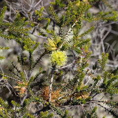 Melaleuca densa