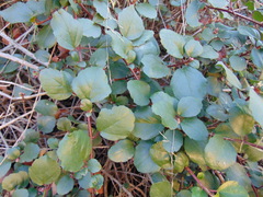 Ribes viburnifolium