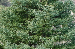 Abies pinsapo