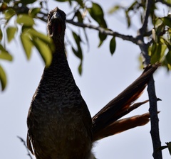 Ortalis squamata