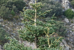 Abies pinsapo