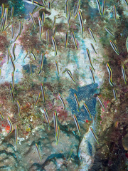 Trachinops taeniatus