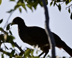 Ortalis squamata