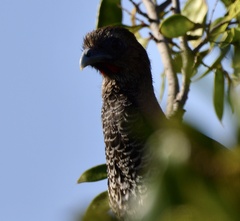 Ortalis squamata