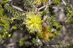 Melaleuca densa