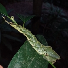 Archaeoprepona amphimachus