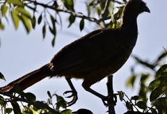 Ortalis squamata