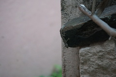 Hemidactylus leschenaultii