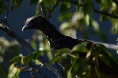Ortalis squamata