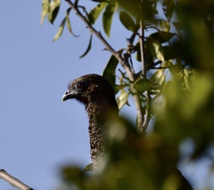 Ortalis squamata