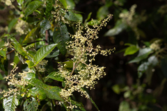 Trymalium odoratissimum