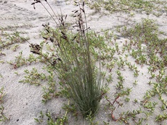 Fimbristylis castanea
