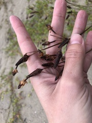 Fimbristylis castanea