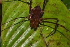 Cranaidae
