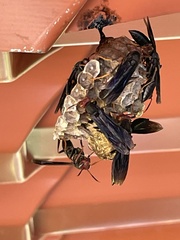 Polistes erythrocephalus