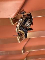 Polistes erythrocephalus