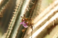 Psychilis macconnelliae