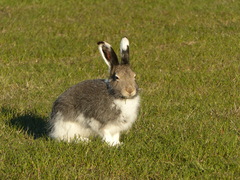Lepus arcticus
